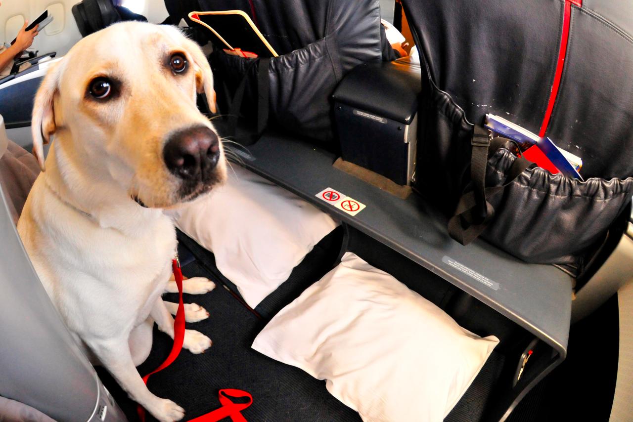 are dogs allowed at airport arrivals