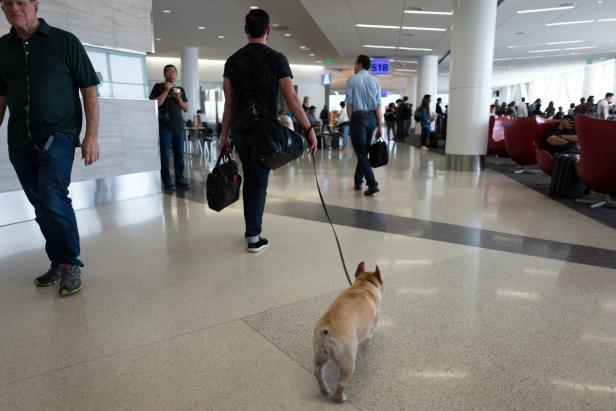 A man walks his bulldog on a leash through the terminal at the dog friendly San Francisco International Airport, San Francisco, California, September 24, 2016.