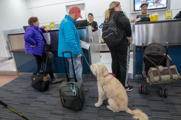 Atlantic City, New Jersey - December 19, 2017: Male airline passenger is checking in his pet labradoodle that will accompany him on the plane. the dog is a comfort dog and he must show the proper documentation for the dog to be allowed on the plane. Shot with a Canon 5D Mark lV.