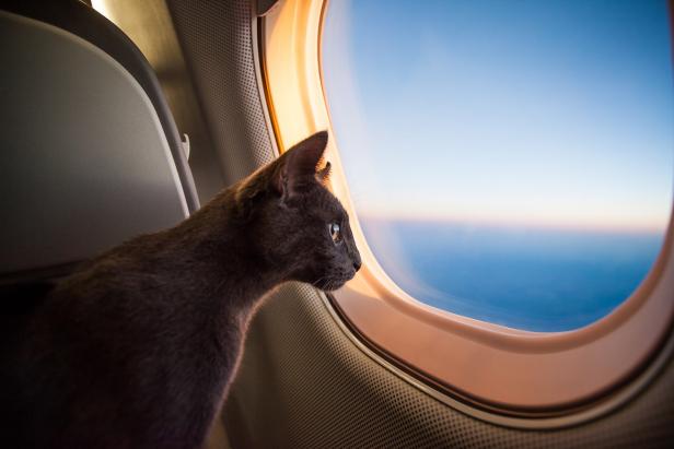 Cat flying in the plane