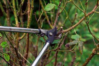 Preparing Plants for Frost: Pruning and Trimming