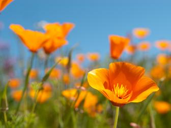 Beautiful California poppies, California’s state flower (Eschscholzia californica), on a sunny spring day.
