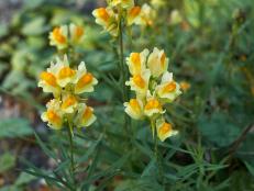 Linaria vulgaris flowers