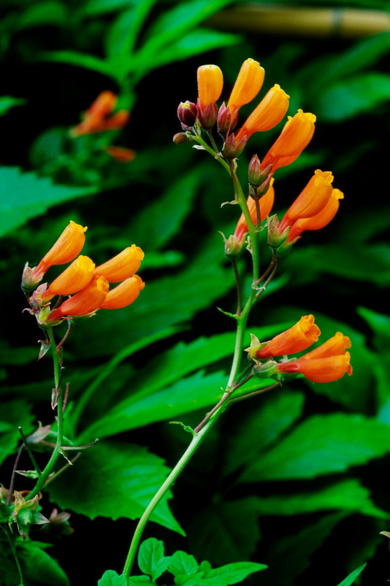 Irresistible to hummingbirds, Chilean glory flower is a fast-growing evergreen that offers a profusion of red-orange tubular flowers tipped with yellow from late spring to fall. The light green leaves are small and boldly veined on this climber.