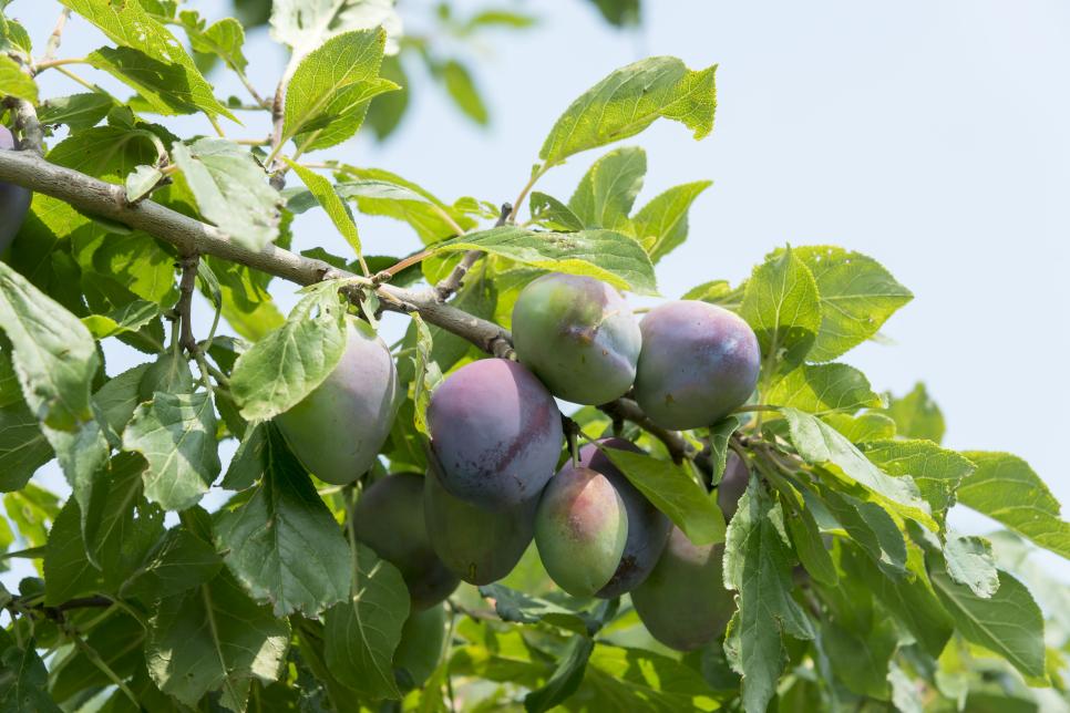 Backyard fruit trees southern california