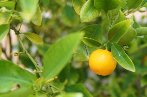 https://hgtvhome.sndimg.com/content/dam/images/hgtv/stock/2018/3/2/Shutterstock-Supar_T-764057143_fruit-trees_calamondin.jpg.rend.hgtvcom.476.317.suffix/1519939571229.jpeg