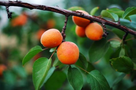 https://hgtvhome.sndimg.com/content/dam/images/hgtv/stock/2018/3/2/Shutterstock-jianbingLee_116800546_fruit-trees_apricot.jpg.rend.hgtvcom.476.317.suffix/1519939569937.jpeg