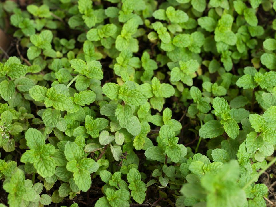 The Best Perennial Herbs to Grow | HGTV