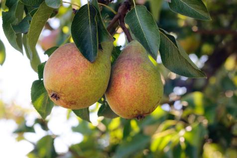 https://hgtvhome.sndimg.com/content/dam/images/hgtv/stock/2018/3/2/Shutterstock-tetiana_u-694267084_fruit-trees_pears.jpg.rend.hgtvcom.476.317.suffix/1519939571704.jpeg