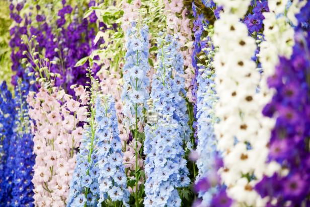 tall perennial flowers