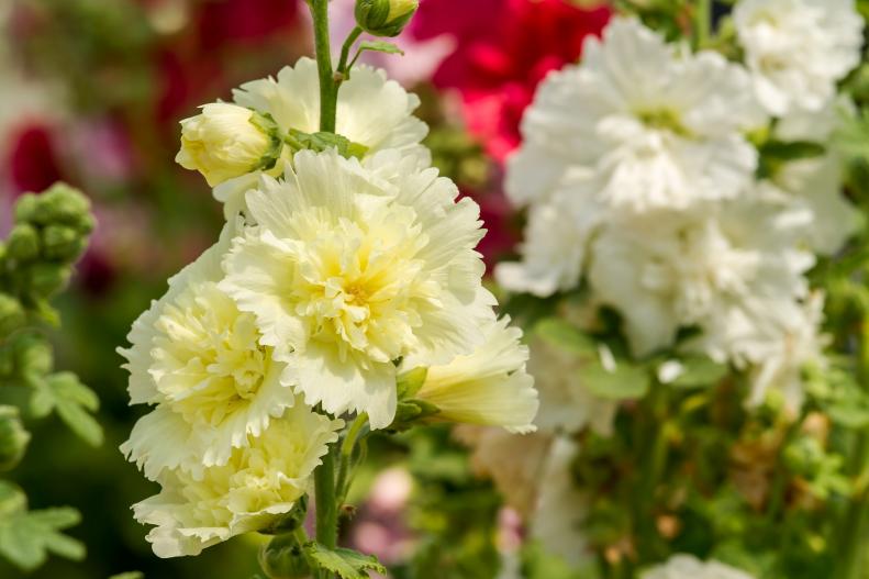 Want to add some height to your cottage garden? Consider including hollyhock (Alcea rosea), which blooms over a long period in summer. Depending on cultivar, its blooms come in singles and doubles in shades of lavender, pink, purple, red, salmon, apricot, white and yellow. The fast-growing hollyhock can reach up to 8 feet in height, and its blooms also attract butterflies and hummingbirds. Hollyhock is a biennial or short-lived perennial but reseeds itself readily in the garden.
