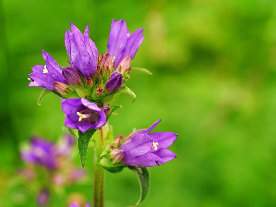 Best Perennial Wildflowers Uk at Edgar Spano blog