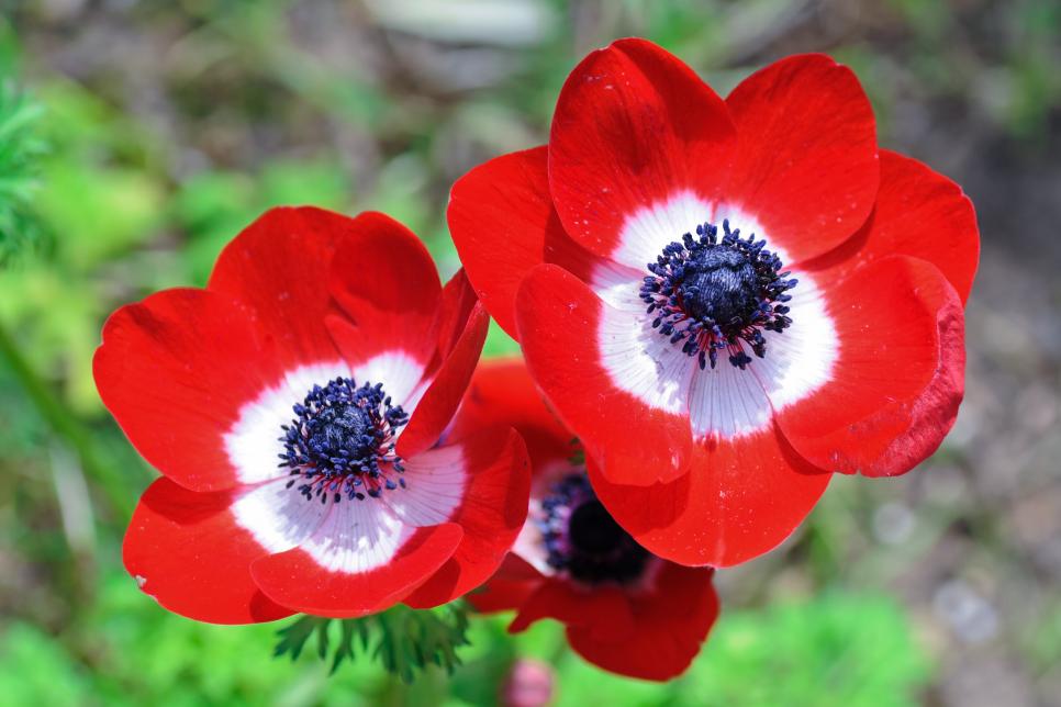 Red Anemone