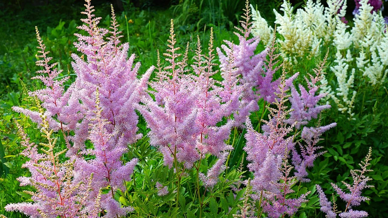 Discover Shrubs That Like Wet Soil and Full Sun: A Simple Guide