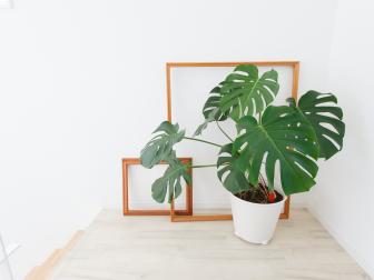 Potted and a frame that is placed in the room