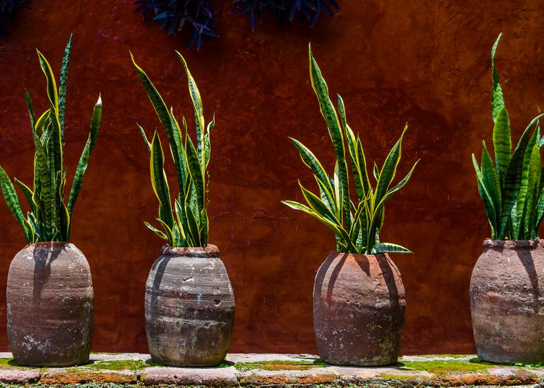 Country house wall with snake plant in pots, abstract background