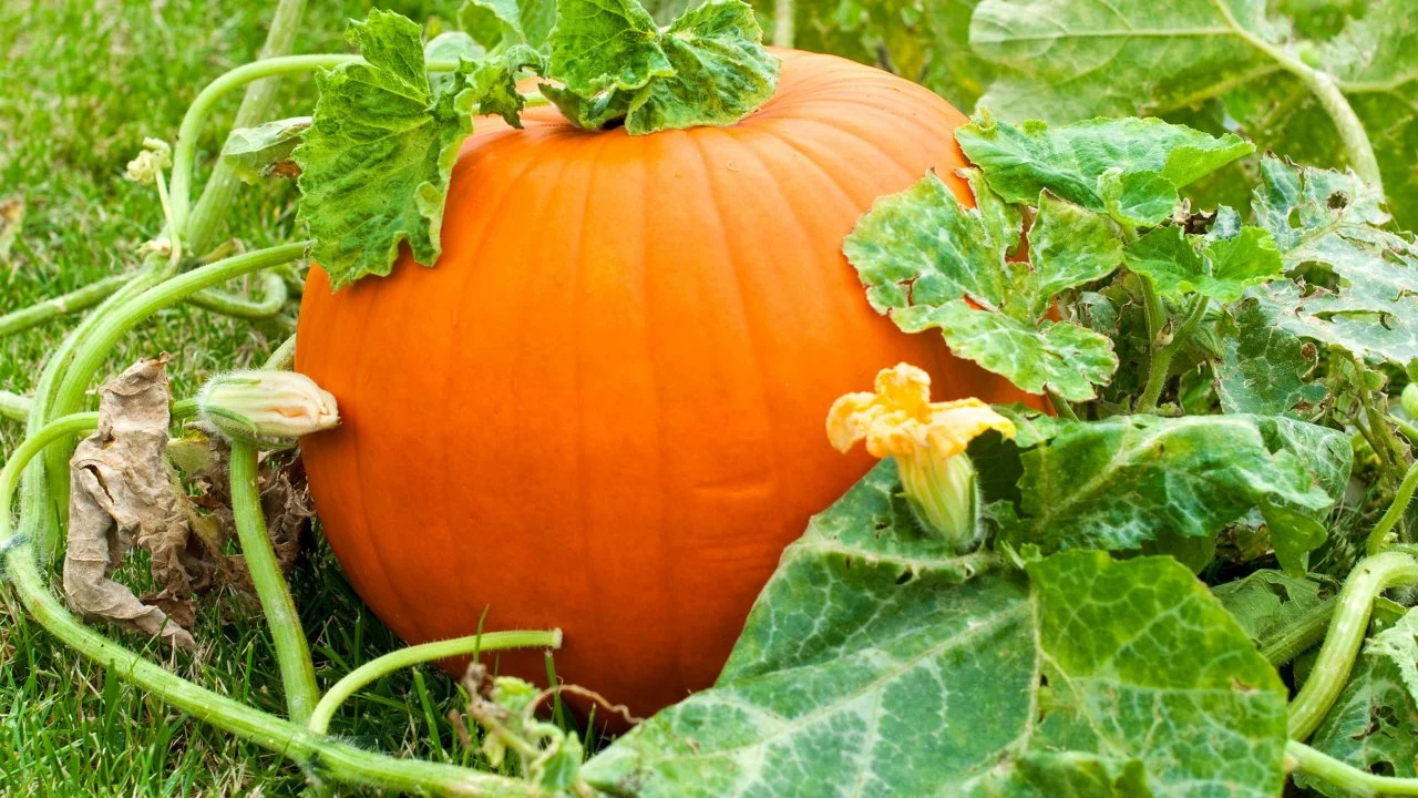How Do Pumpkins Grow? | HGTV