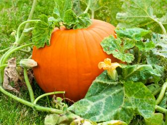 Curcurbita is the family of plants that the pumpkin belongs to. There are hundreds of varieties of pumpkins, which are a late summer crop in the garden. Pumpkins need lots of room to grow.