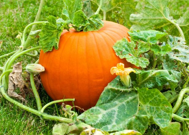 Curcurbita is the family of plants that the pumpkin belongs to. There are hundreds of varieties of pumpkins, which are a late summer crop in the garden. Pumpkins need lots of room to grow.
