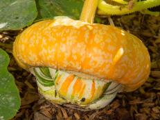 Winter squash like "Turk’s Turban" are perfect candidates for growing in a compost pile.