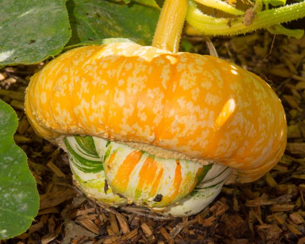 Winter squash like "Turk’s Turban" are perfect candidates for growing in a compost pile.