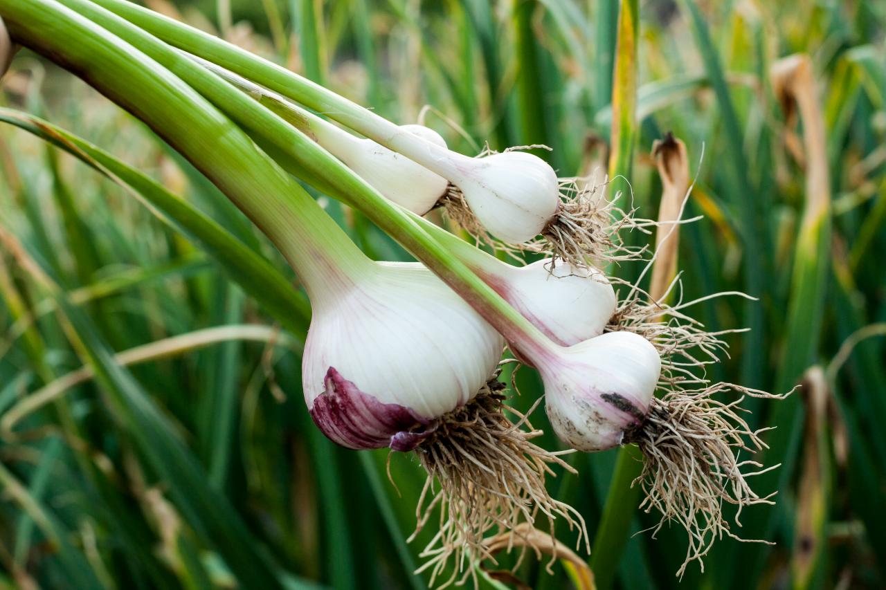 Am I too late to grow garlic? HGTV