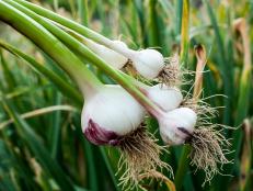 Garlic is best planted in fall or early winter. Split open the bulb and separate the cloves. Plant only the largest, healthy ones.