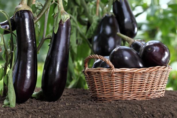 Eggplant Is Ready to Harvest When Fruits Are Plump