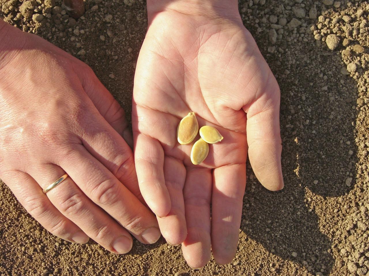 What Do Pumpkin Seedlings Look Like