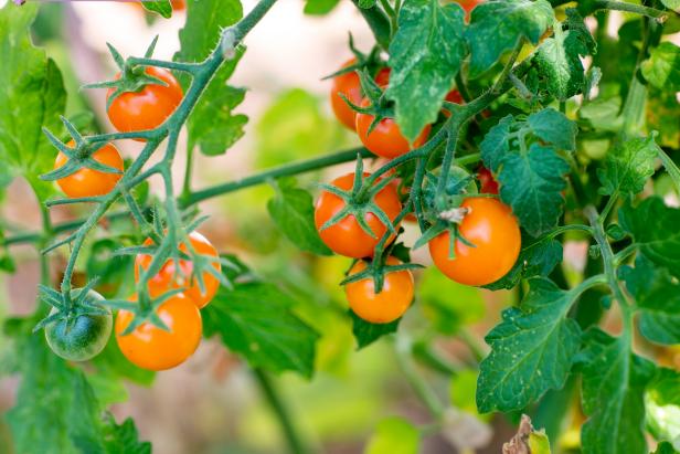 Sun Gold tomatoes are usually ready to pick after 55 to 60 days. This sweet variety is popular because of its ability to resist diseases and viruses.