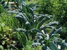 Tuscan kale can add color and variety to a winter garden.