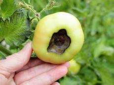 A water soaked spot at the blossom end of tomato fruits is the classic symptom of blossom end rot. This relatively common garden problem is not a disease, but rather a physiological disorder caused by a calcium imbalance within the plant.