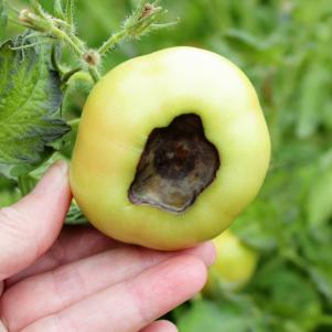 A water soaked spot at the blossom end of tomato fruits is the classic symptom of blossom end rot. This relatively common garden problem is not a disease, but rather a physiological disorder caused by a calcium imbalance within the plant.