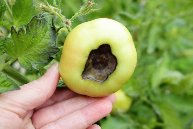 green tomato with black spot on the blossom end