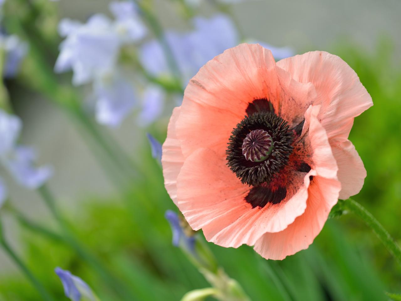 Pretty Poppy Varieties