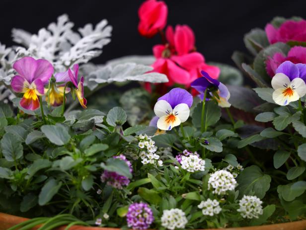 Use colorful and fragrant plants for winter container gardening.