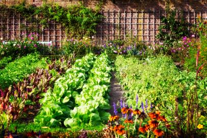 vegetable garden rows