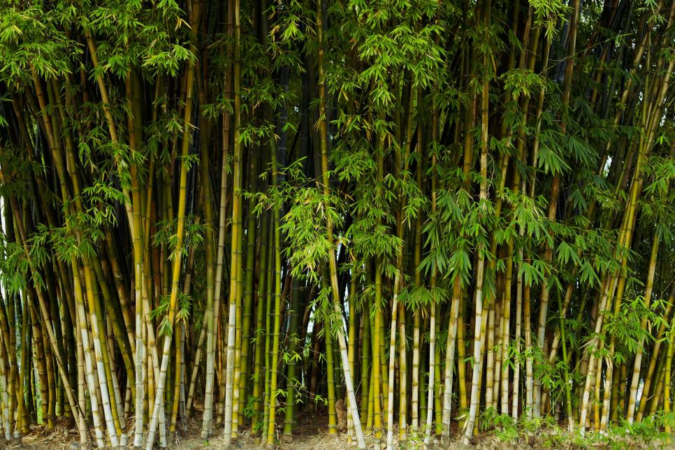 Bamboo Screen Provides Natural Privacy Barrier