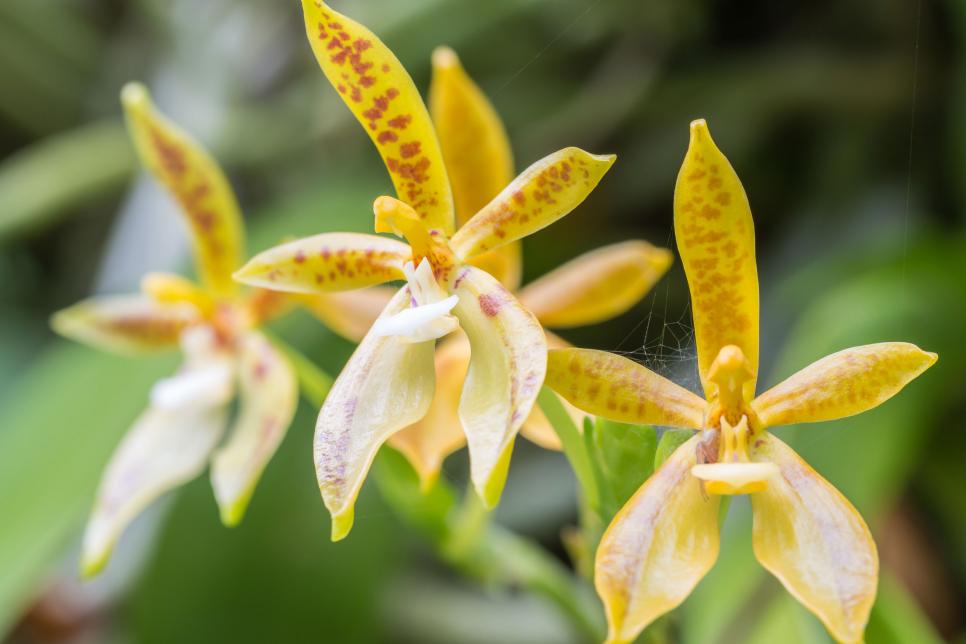 Colorful, Easy to Grow Moth Orchid Varieties | HGTV