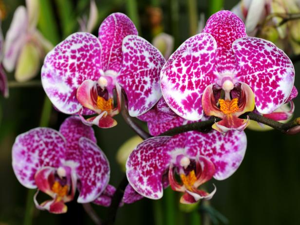 Colorful Easy To Grow Moth Orchid Varieties Hgtv