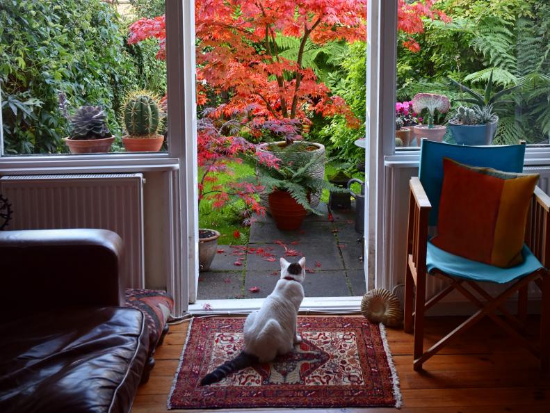 A white cat looks out at a Japanese Maple (Acer) in a blaze of red autumn colour. Framed by french doors and my living room/interior