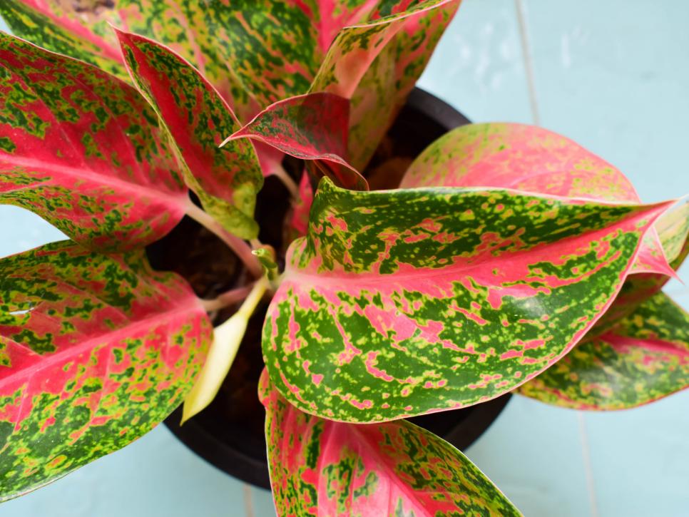 Plants that help clean indoor air