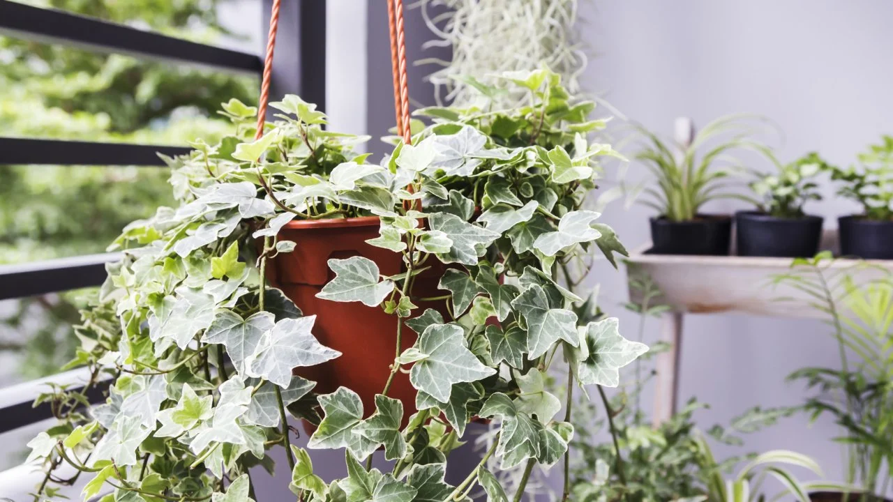 Houseplants that clean the air in your home discount