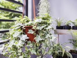 10 Best Plants for Cleaning Indoor Air