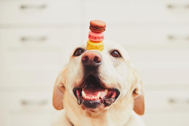 Best dog sale for your lifestyle