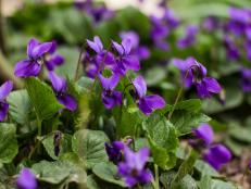 Violets Are a Great Edible Plant for Shady Garden Areas