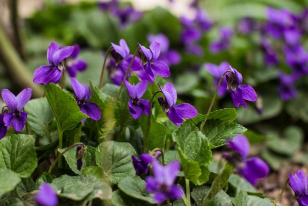 Violets Are a Great Edible Plant for Shady Garden Areas
