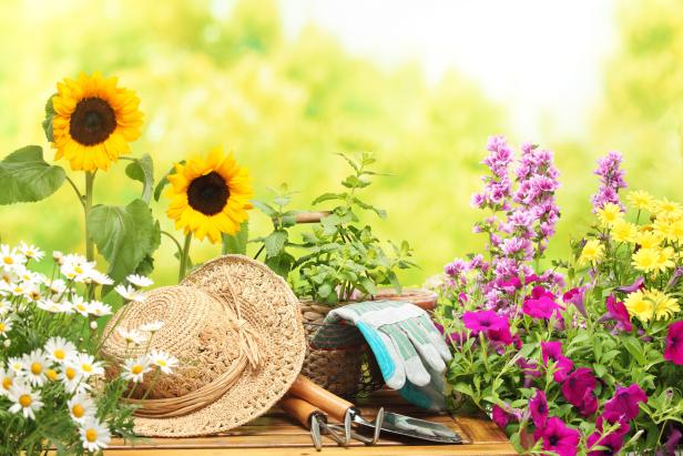 Gardening In Sunny Sites Planting in Sunny, Dry Conditions HGTV