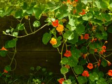 Nasturtiums Make a Colorful Addition to a Midsummer Garden