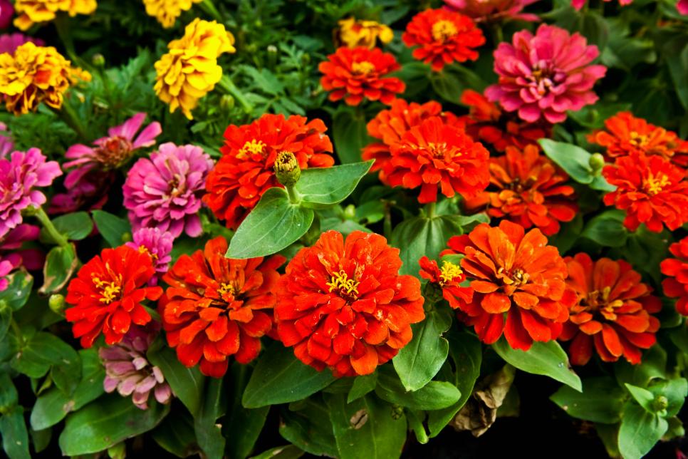 flowers with red petals